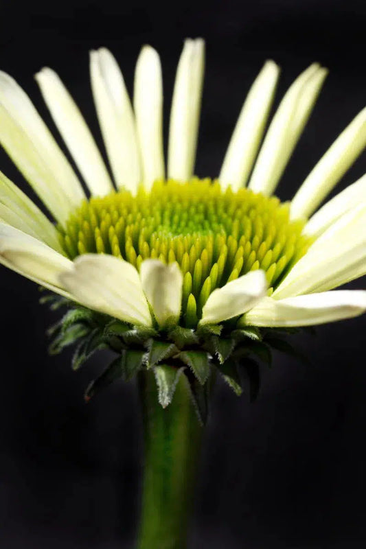 Botanical 51, by Michael Filonow-PurePhoto