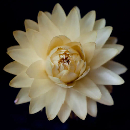 Botanical 52, by Michael Filonow-PurePhoto