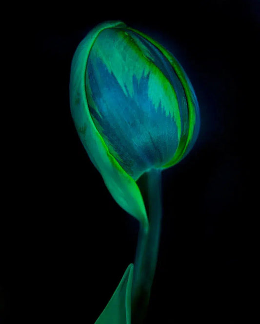 Botanical 53, by Michael Filonow-PurePhoto