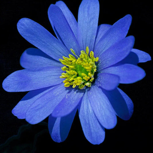 Botanical 54, by Michael Filonow-PurePhoto