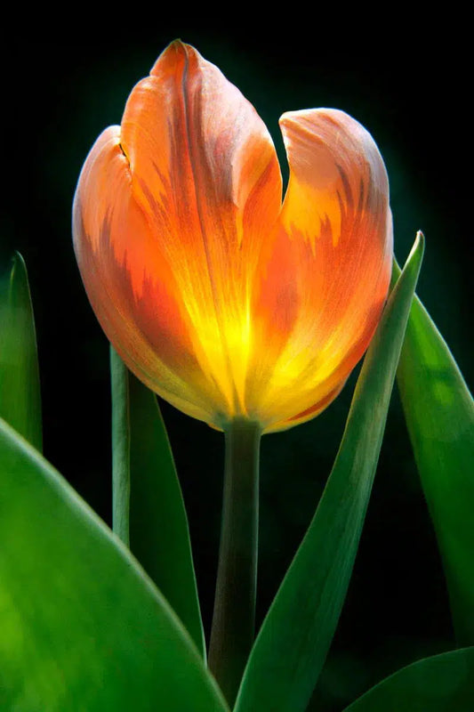 Botanical 55, by Michael Filonow-PurePhoto