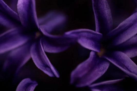 Botanical 56, by Michael Filonow-PurePhoto