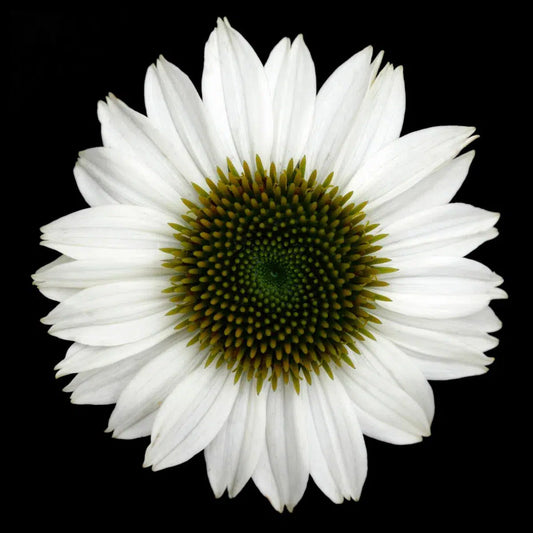 Botanical 57, by Michael Filonow-PurePhoto