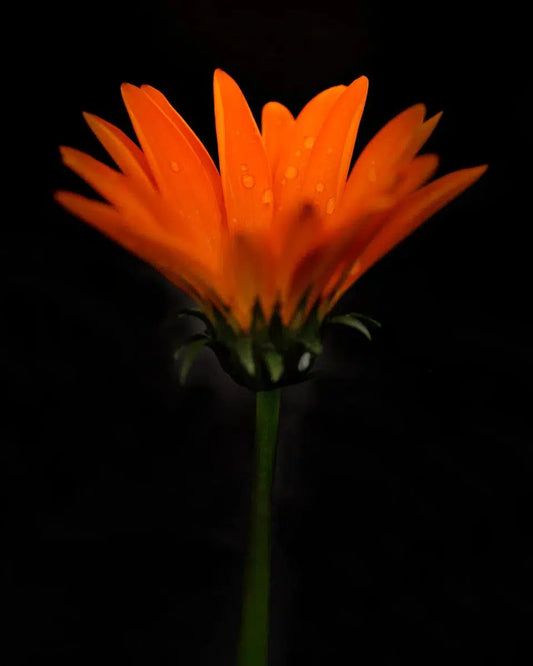 Botanical 58, by Michael Filonow-PurePhoto