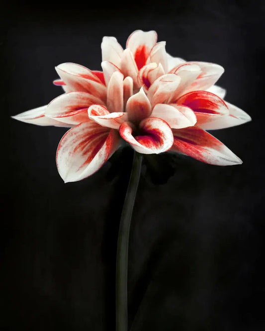 Botanical 59, by Michael Filonow-PurePhoto