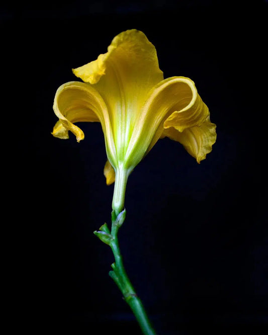 Botanical 61, by Michael Filonow-PurePhoto