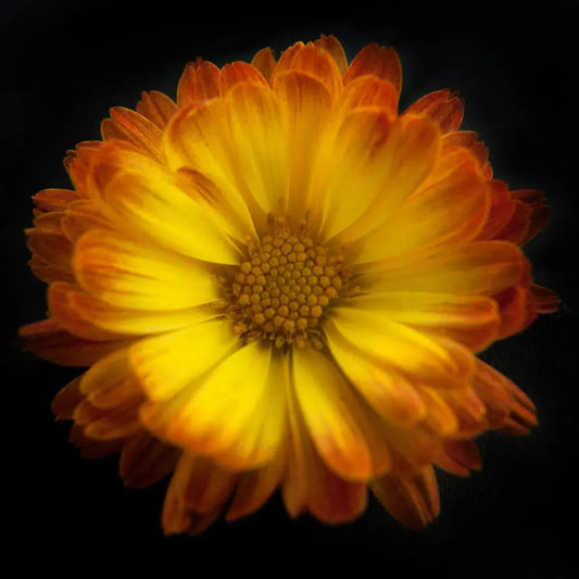 Botanical 64, by Michael Filonow-PurePhoto