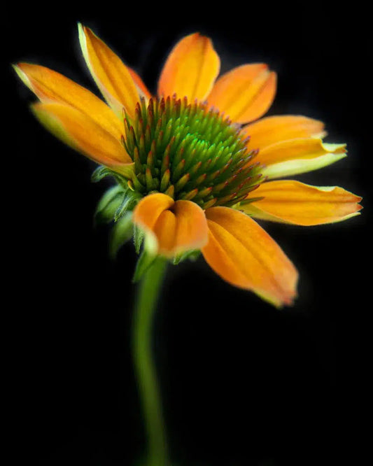 Botanical 65, by Michael Filonow-PurePhoto