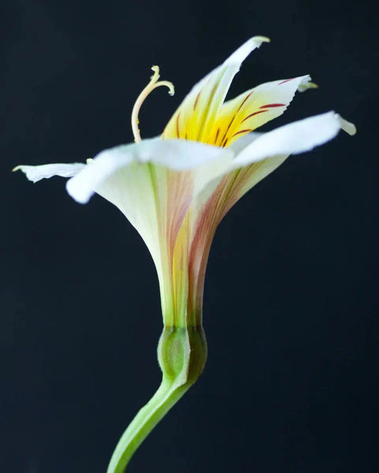 Botanical 67, by Michael Filonow-PurePhoto