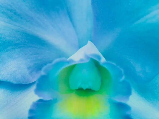 Botanical 68, by Michael Filonow-PurePhoto
