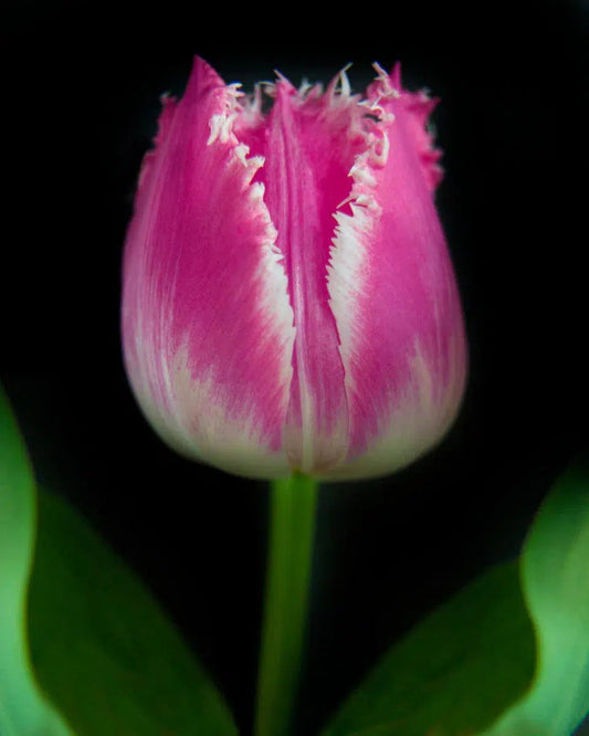 Botanical 69, by Michael Filonow-PurePhoto