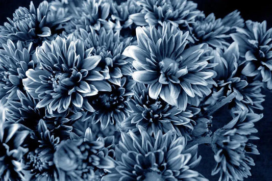 Botanical 70, by Michael Filonow-PurePhoto
