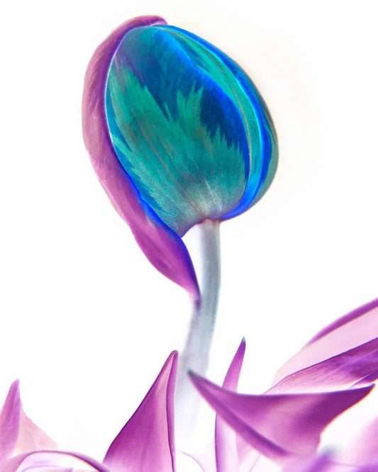 Botanical Inv 12, by Michael Filonow-PurePhoto