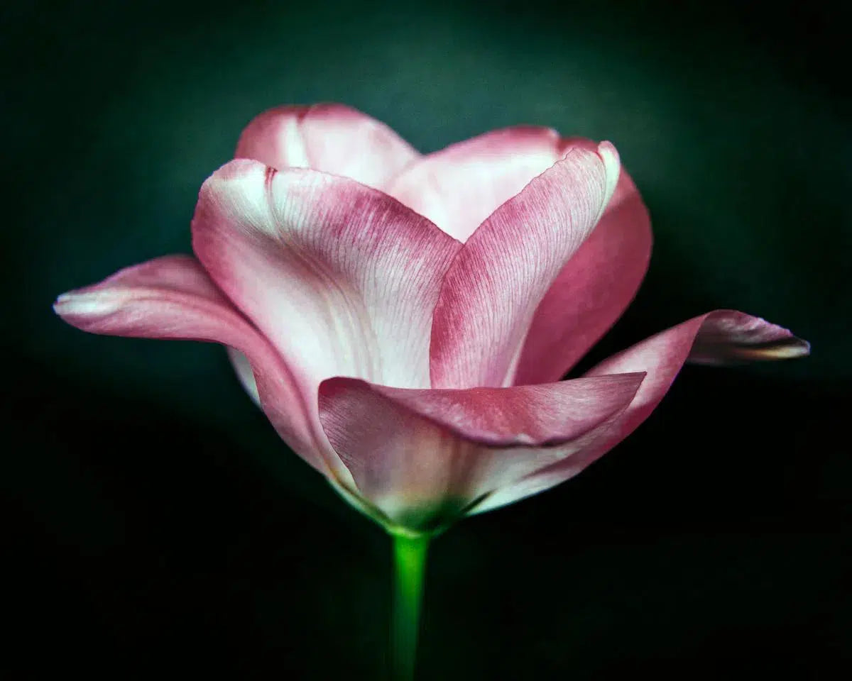 Botanical Rose, by Michael Filonow-PurePhoto