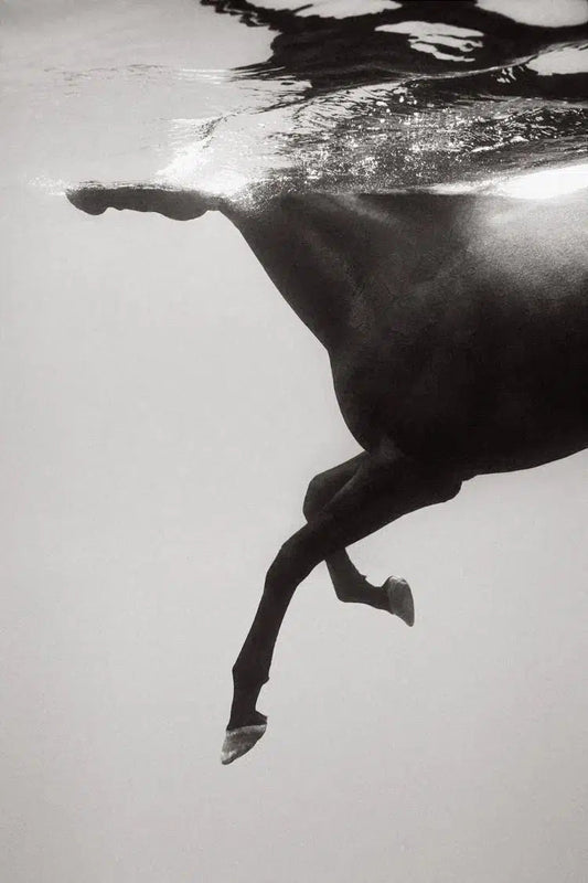 Breaking the Surface, by Drew Doggett-PurePhoto