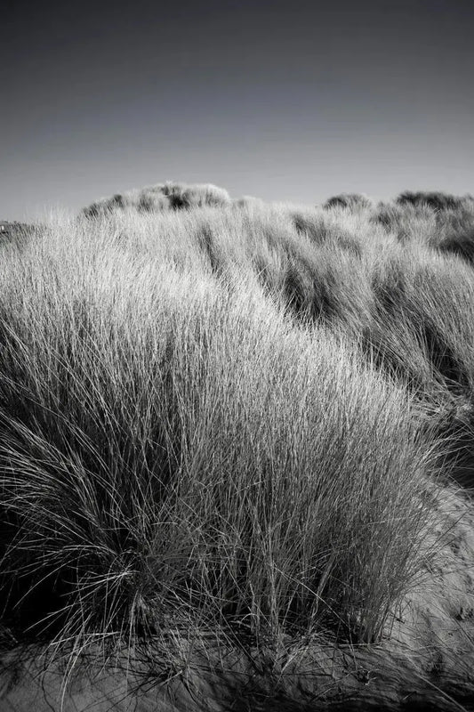 Breath of Heaven on Spring, by Robert Houser-PurePhoto