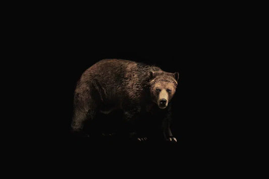 Brown Bear, by Michael Duva-PurePhoto