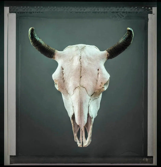 Buffalo Skull, by Pablo Luna-PurePhoto