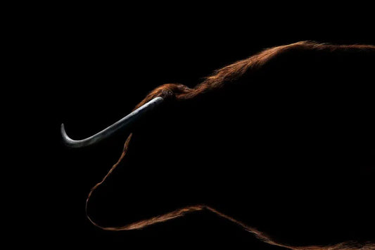 Bull, by Michael Duva-PurePhoto