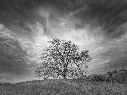 Burning Bush - Joseph D. Grant County Park, by Steven Castro-PurePhoto