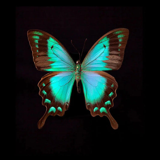 Butterfly, by Pablo Luna-PurePhoto