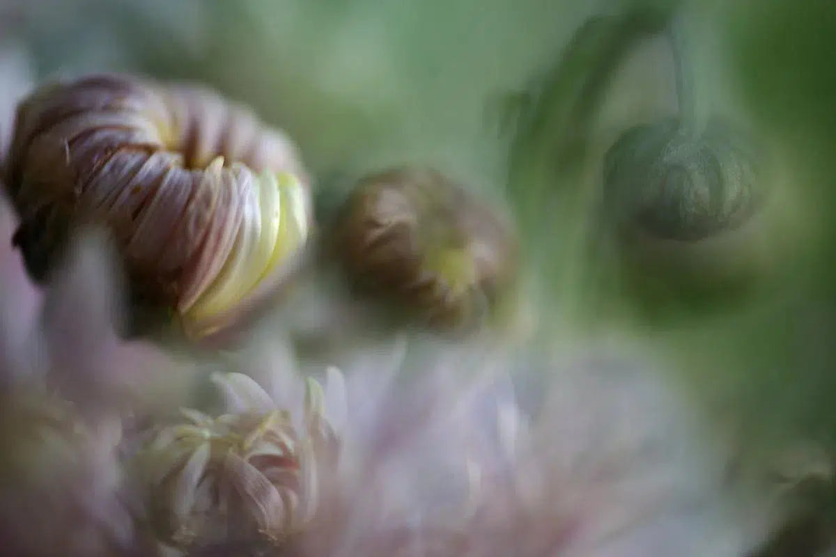 CHARY, by Nicole Katano-PurePhoto