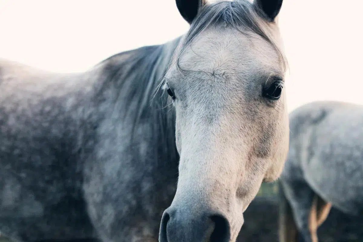CLOSE UP, by Alicia Bock-PurePhoto