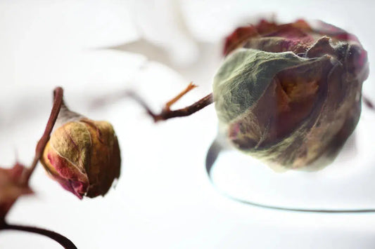 CONTEXT, by Nicole Katano-PurePhoto