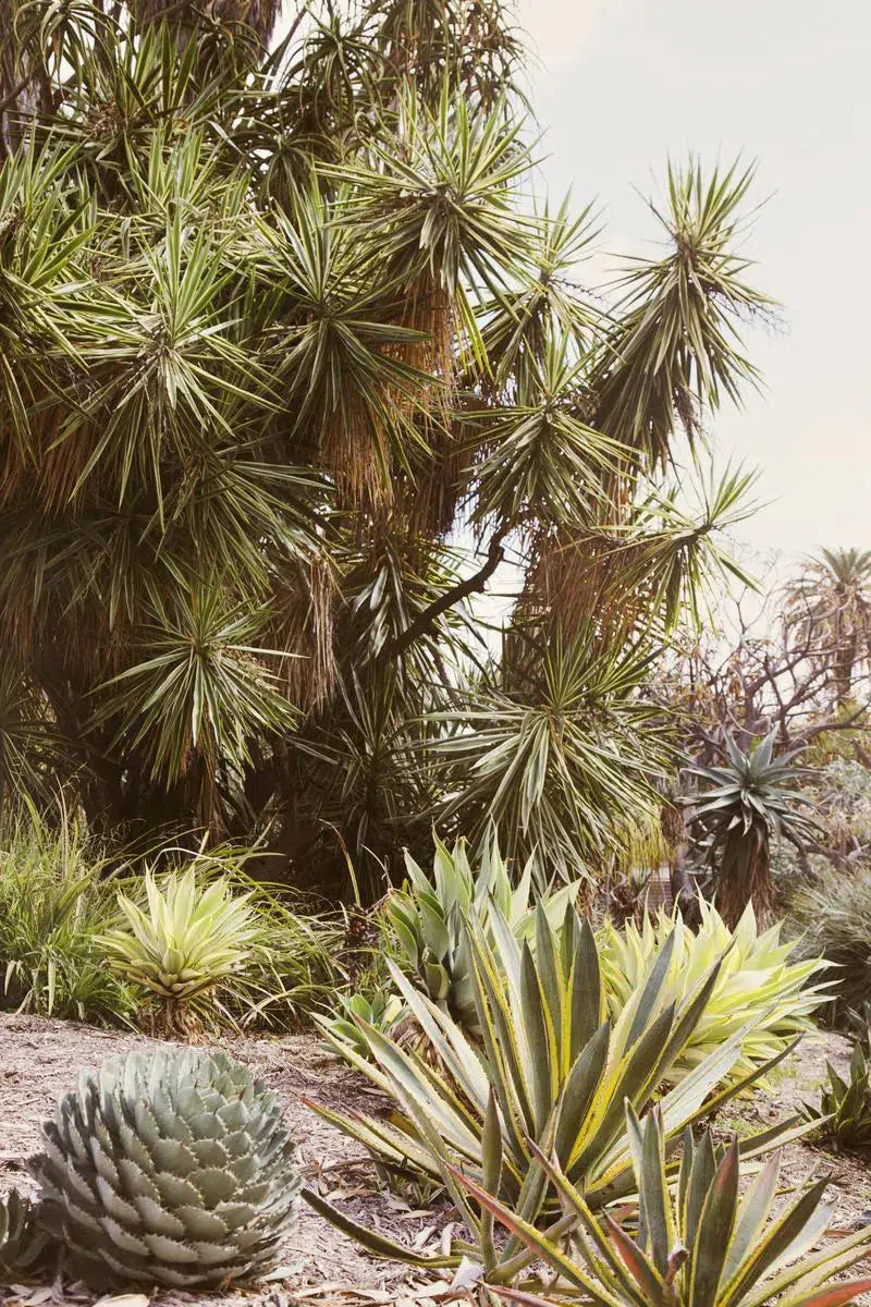 Cactus Garden #1, by Irene Suchocki-PurePhoto