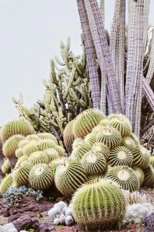 Cactus Garden #5, by Irene Suchocki-PurePhoto
