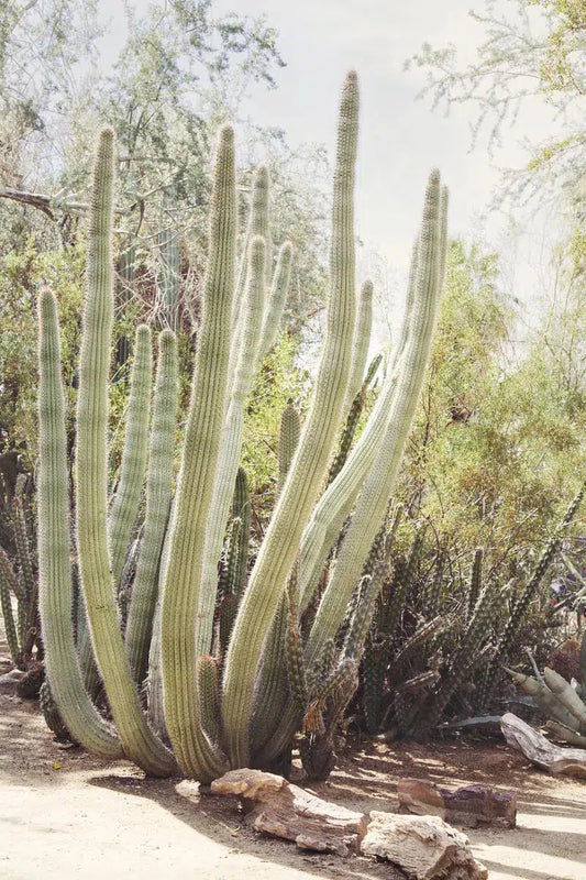 Cactus Garden #6, by Irene Suchocki-PurePhoto