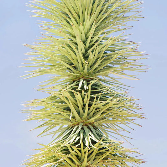 Cactus Sky #1, by Irene Suchocki-PurePhoto