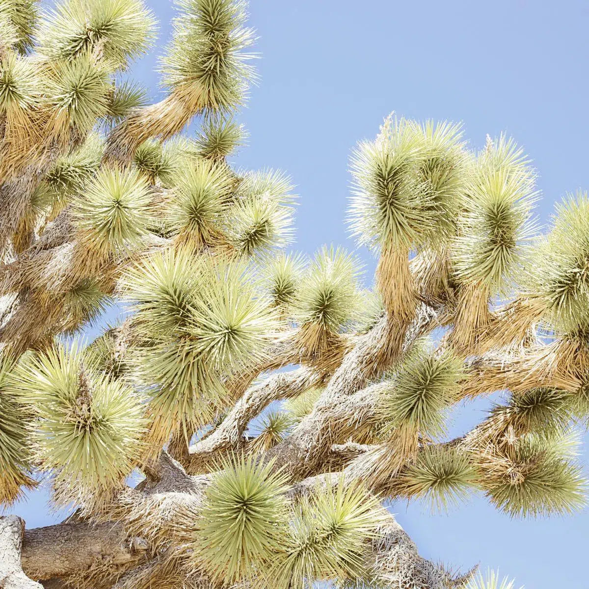 Cactus Sky #2, by Irene Suchocki-PurePhoto