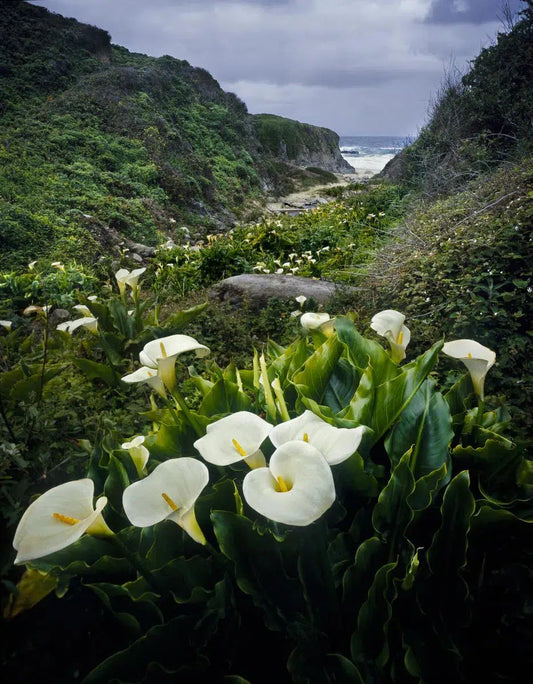 Calla Lillies - Garrapata State Beach, by Steven Castro-PurePhoto