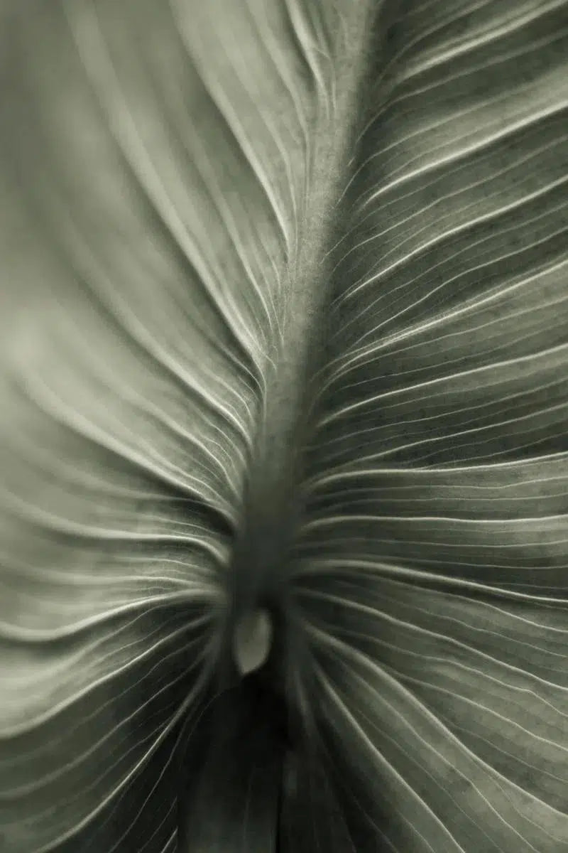 Calla Lily Study 2, by Robert Houser-PurePhoto