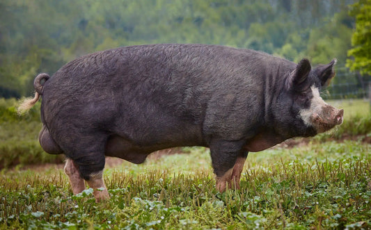 Canada Pig, by Peter Andrew-PurePhoto