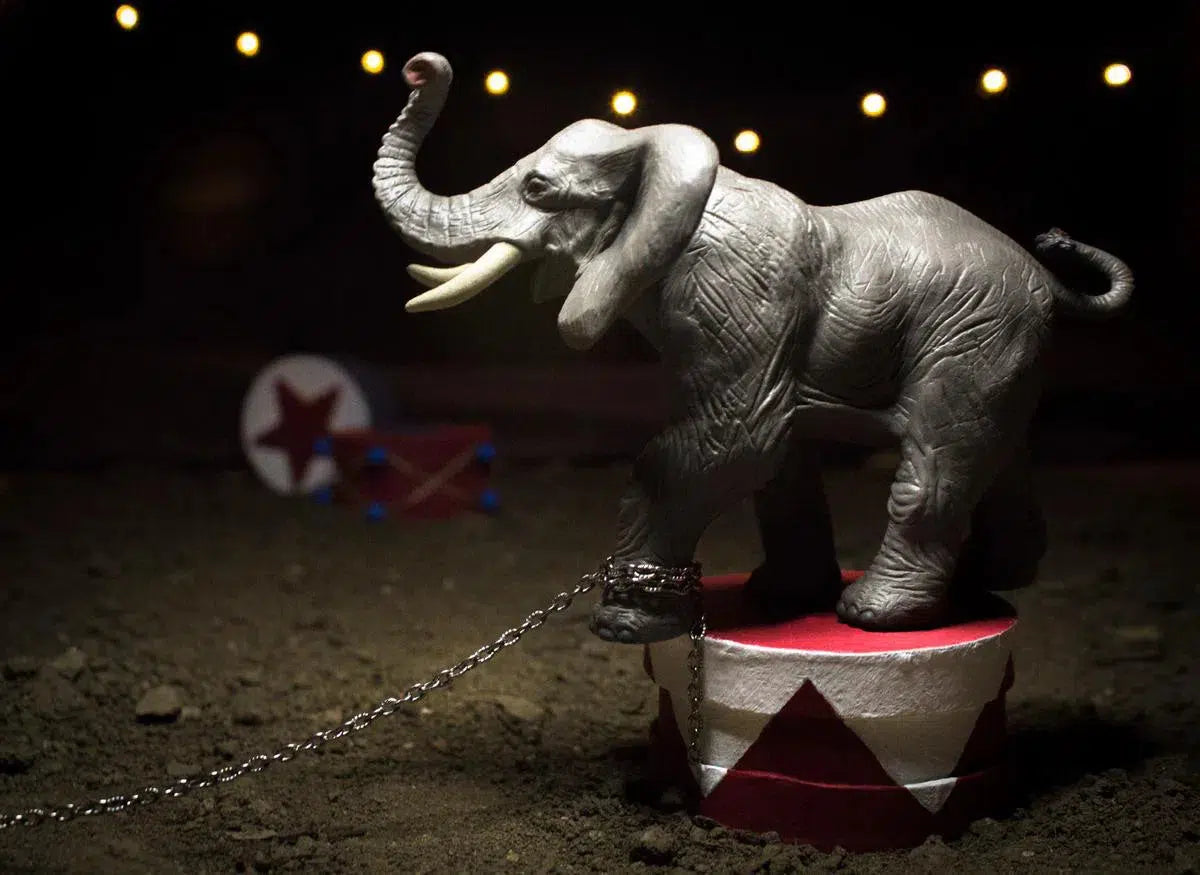 Captive, by Curtis Speer-PurePhoto