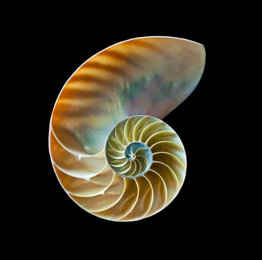 Caracol, by Pablo Luna-PurePhoto