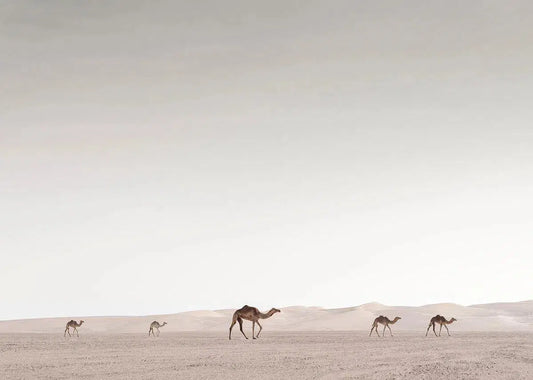 Caravan of Camels, by Anthony Lamb-PurePhoto