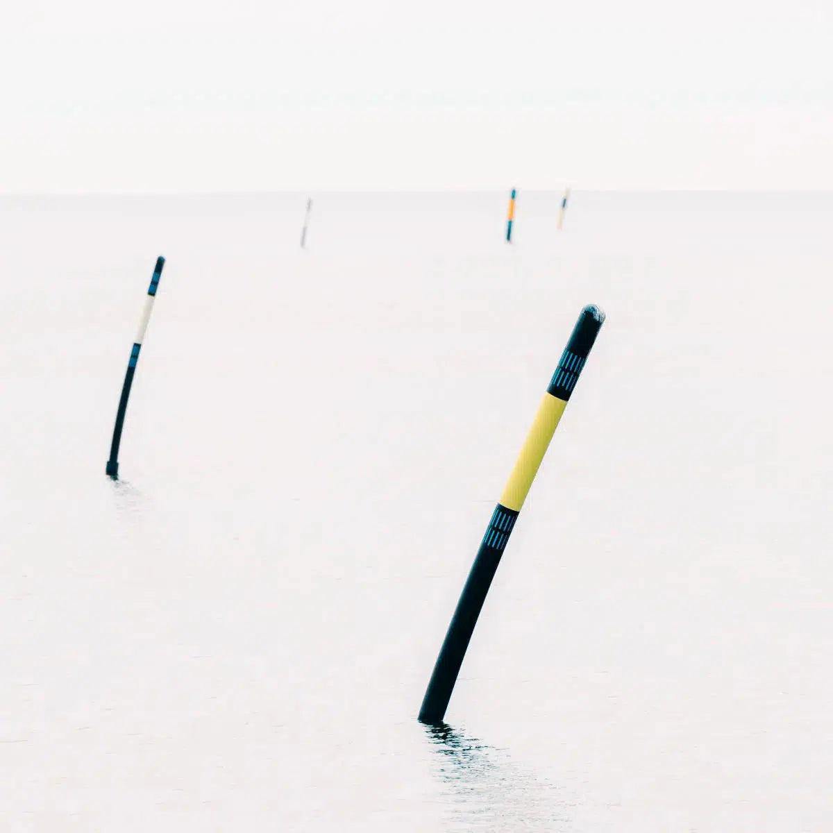 Cardinal Mark Study I, by Ari Salmela-PurePhoto