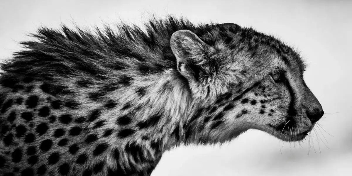 Cheetah Before the Hunt, Kenya, by Laurent Baheux-PurePhoto