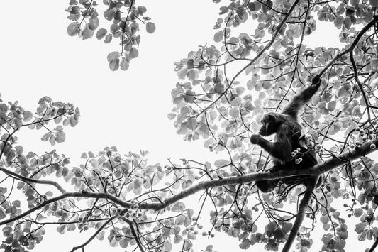 Chimpanzee in a Tree II, Uganda, by Laurent Baheux-PurePhoto