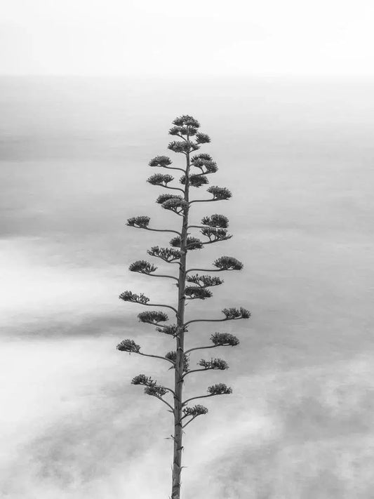 Cinque Terre Agave, by Steven Castro-PurePhoto
