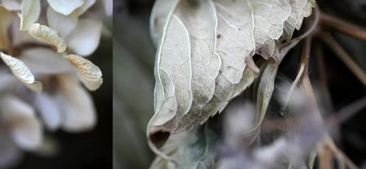 Closely Watched, by Nicole Katano-PurePhoto