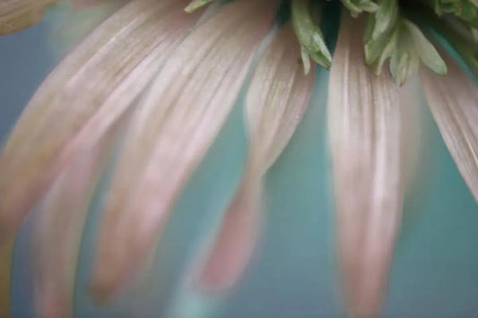 Cone Flower, by Nicole Katano-PurePhoto