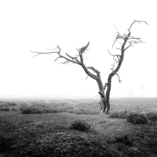 Contorted, by Julien Coomans-PurePhoto