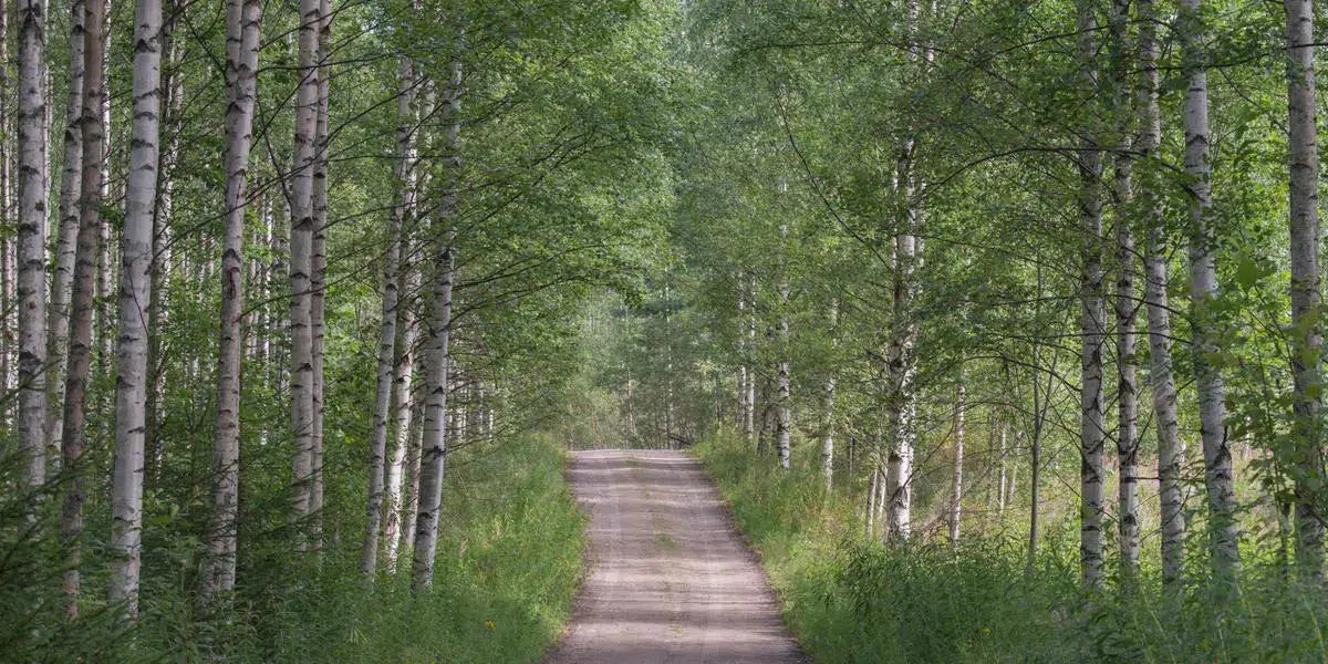 Cottage Road, by Ari Salmela-PurePhoto