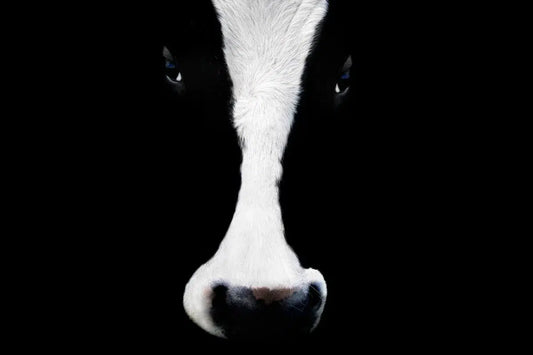 Cow Face, by Michael Duva-PurePhoto
