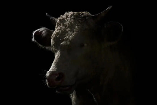 Cow Profile, by Michael Duva-PurePhoto