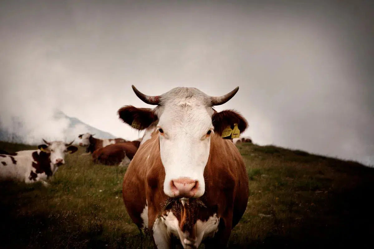 Cow, by Andrea Buzzichelli-PurePhoto